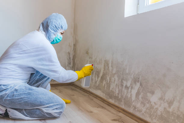 Licensed Mold Testing service in Medina, TX - WQB Mold Removal